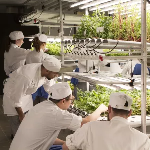 the hydroponic garden at institute of culinary education in new york city helps eliminate food waste